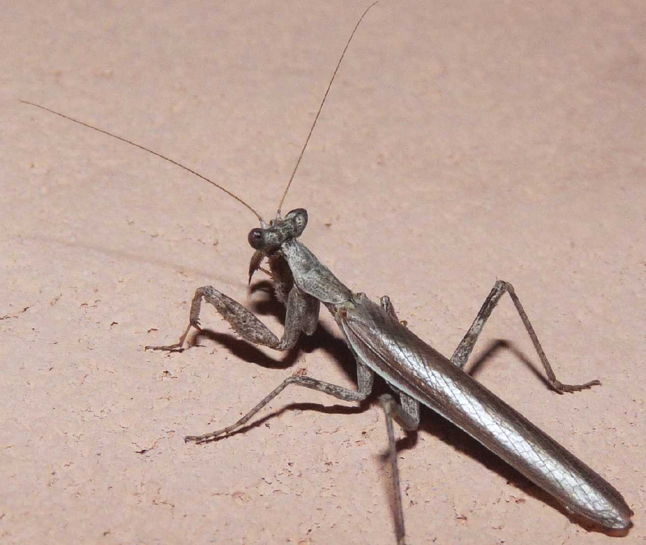 Maschio di Ameles decolor  o A. spallanzania?